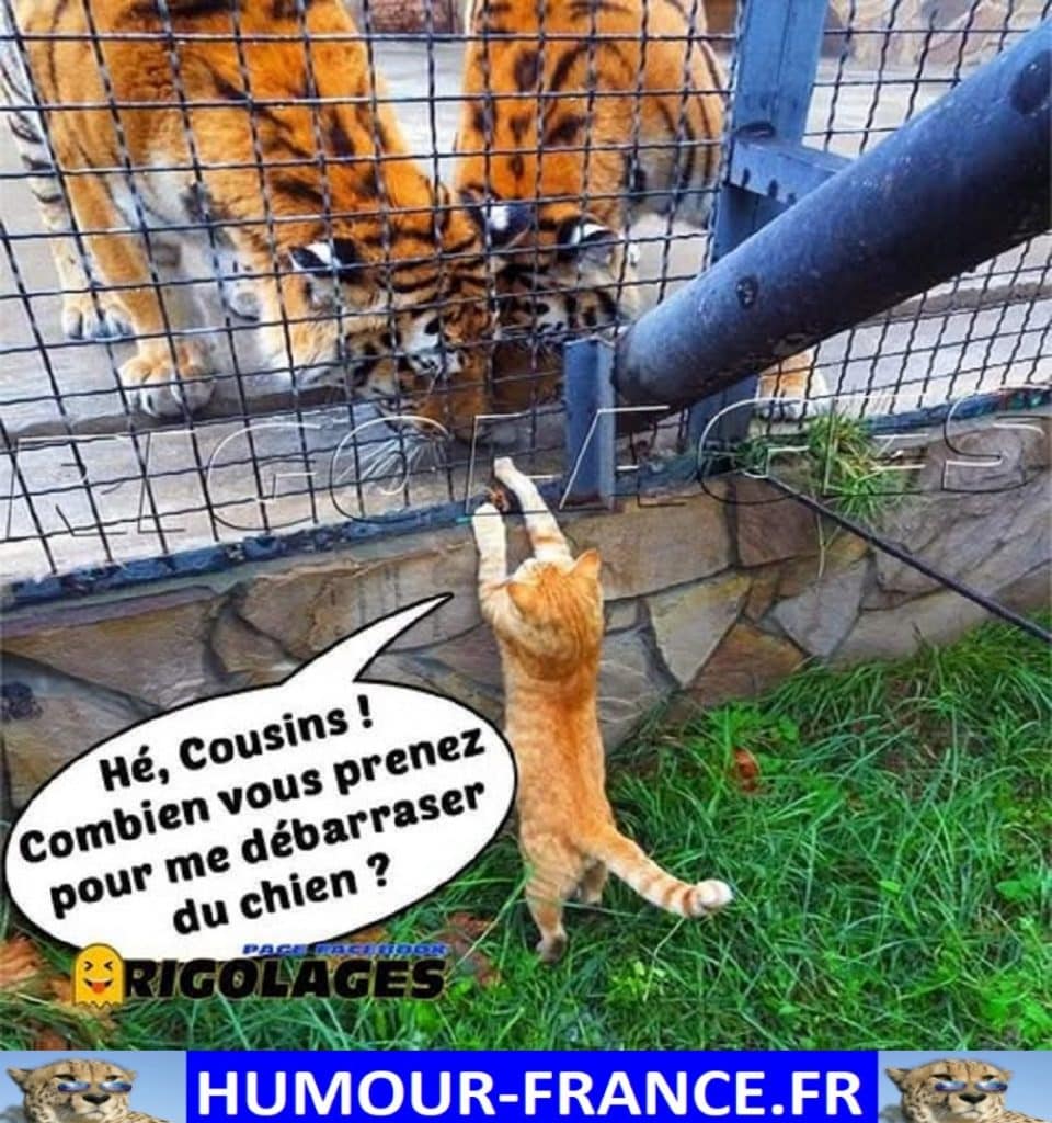 Hé, cousins ! Combien vous prenez pour me débarrasser du chien ?