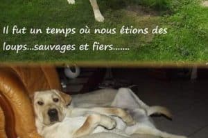 Il fut un temps ou nous étions des loups … sauvages et fiers …