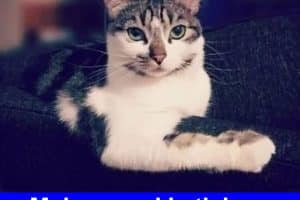 Je t’aime pas tout le temps. Mais quand je t’aime, c’est parce que j’ai faim.