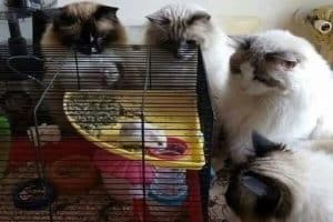 La cage bien surveillée.