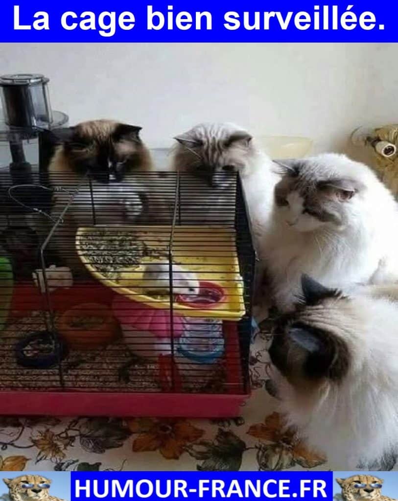 La cage bien surveillée.
