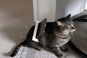 Maman … j’ai grossi.