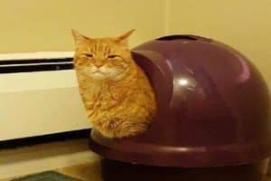 Mon chat ressemble à un escargot quand il fait caca.