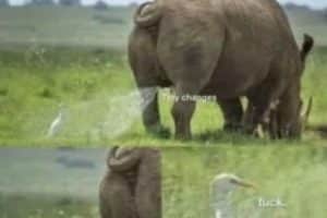 Peut être que votre vie va mal pour l’instant, mais au moins vous n’êtes pas cet oiseau.