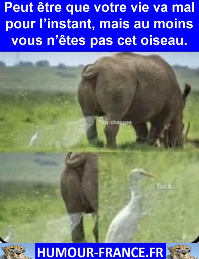 Peut être que votre vie va mal pour l’instant, mais au moins vous n’êtes pas cet oiseau.