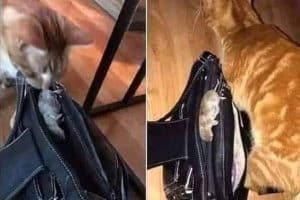 Quand c’est déjà l’heure de partir, mais que ton chat a préparé ton casse-croûte de midi.