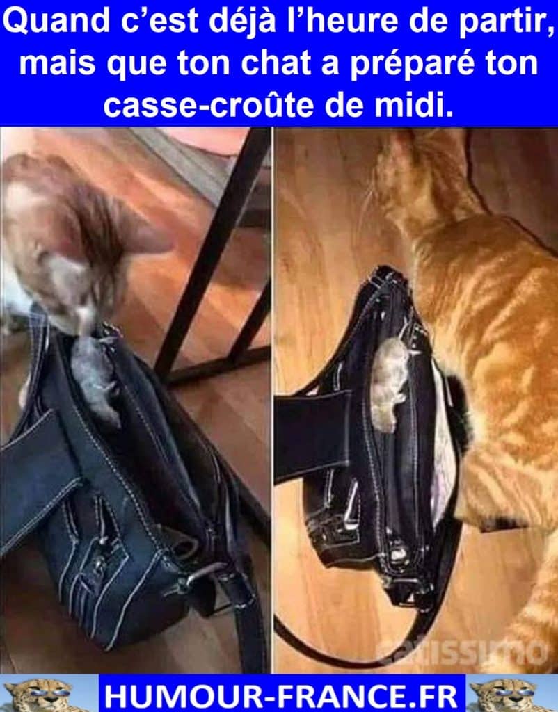 Quand c’est déjà l’heure de partir, mais que ton chat a préparé ton casse-croûte de midi.