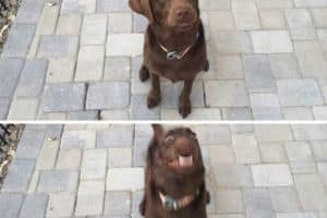 Quand je demande à mon chien, s’il veut aller se promener.