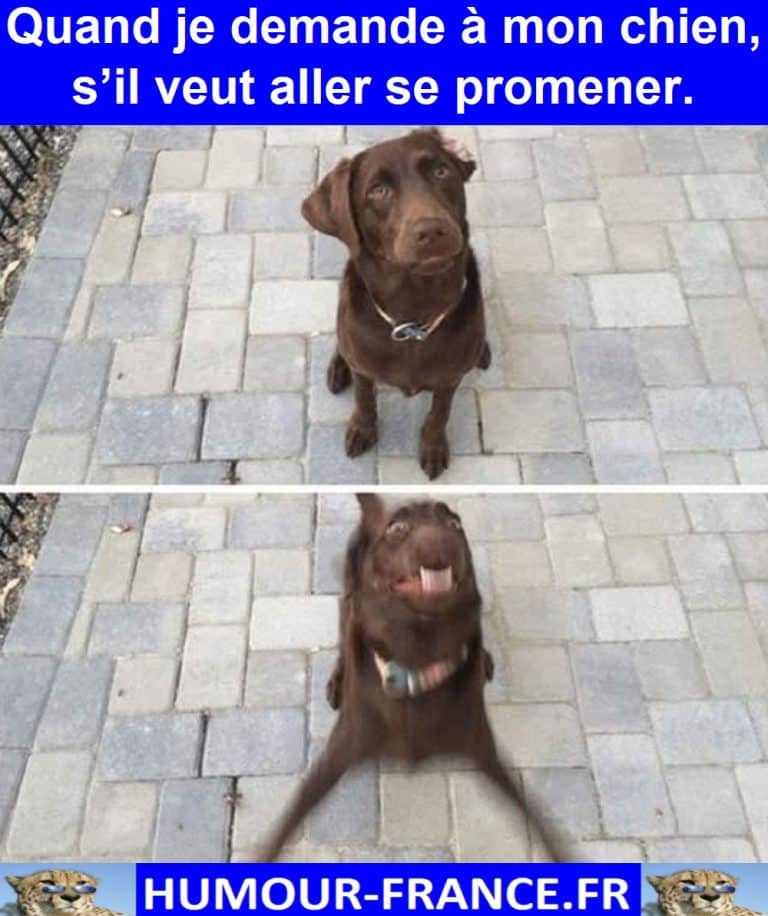 Demand Humour Quand je demande à mon chien, s’il veut aller se promener. - Humour ...
