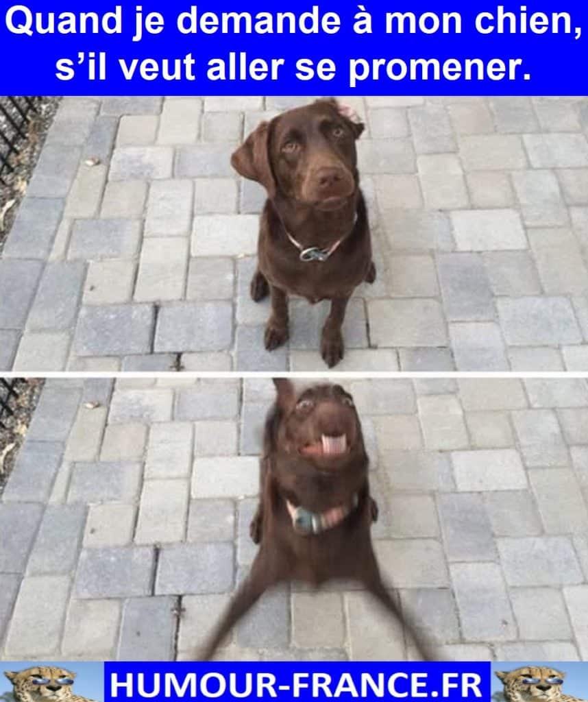 Quand je demande à mon chien, s’il veut aller se promener.