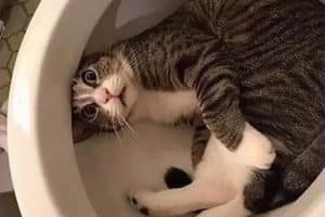 Quelqu’un veut un chat ? J’en peux plus du mien …