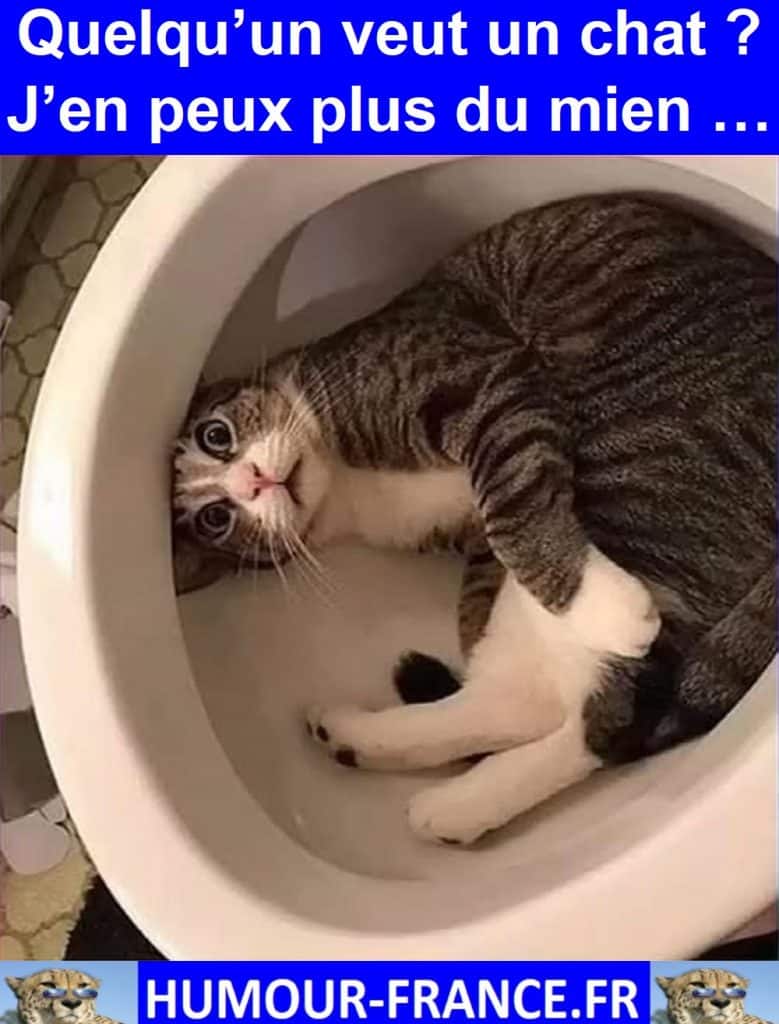 Quelqu’un veut un chat ? J’en peux plus du mien …
