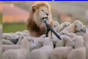 Une fois que je serai élu, je deviendrai végétarien.