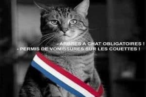 Avec un chat président …