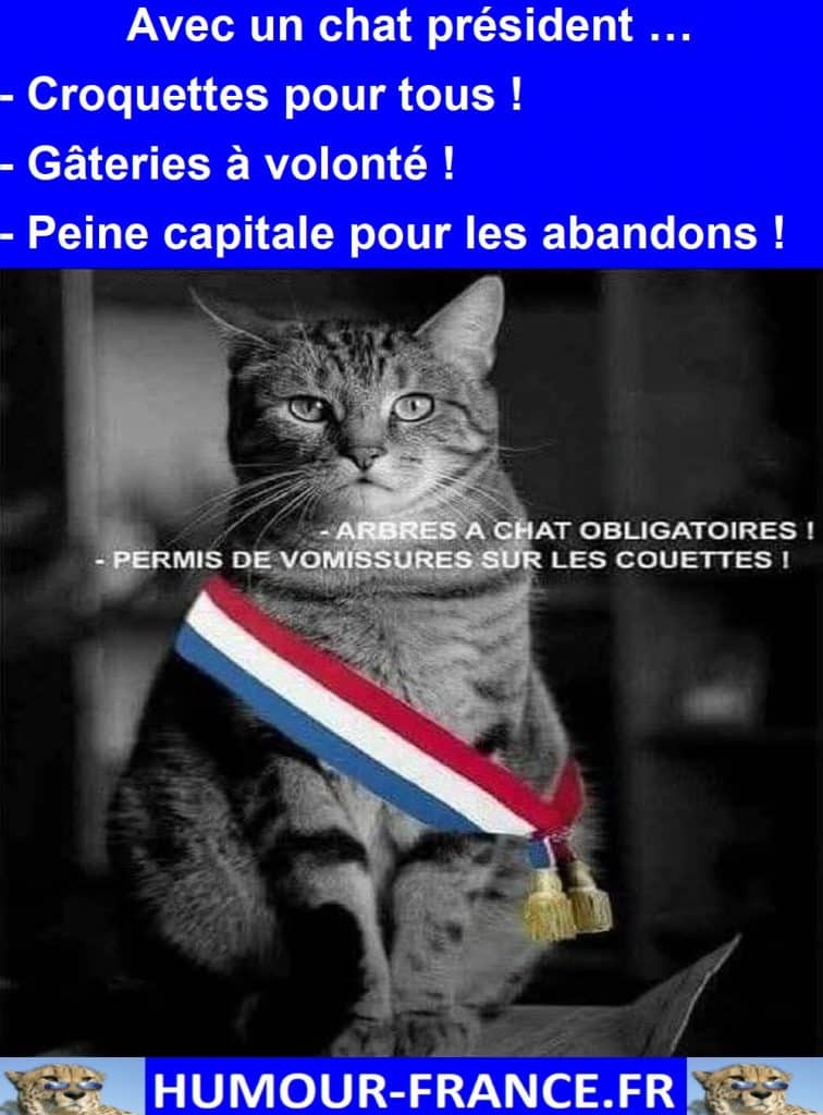 Avec un chat président …