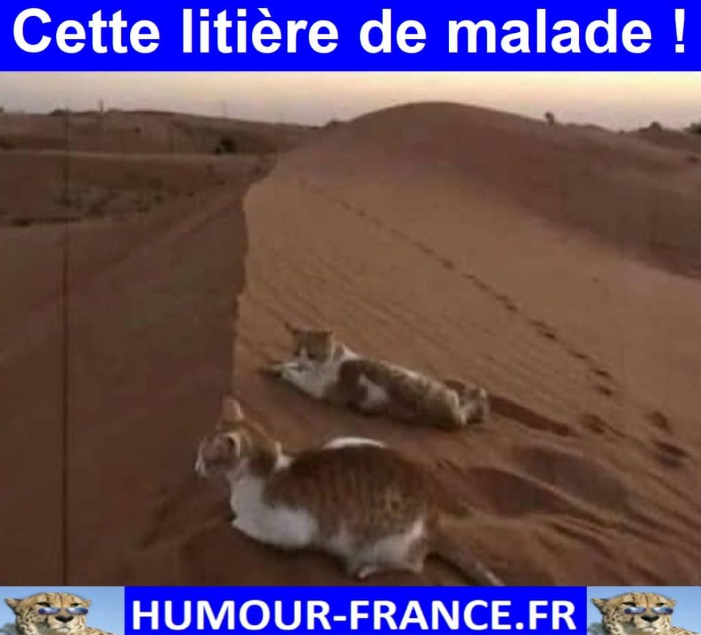Cette litière de malade !