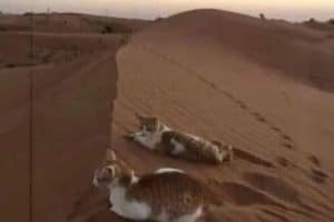 Cette litière de malade !