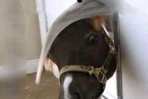 Désoler de déranger mais le chien peut venir jouer ?!…