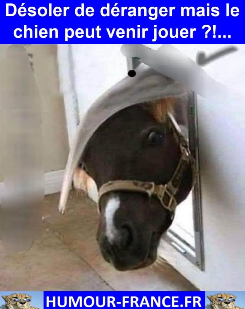 Désoler de déranger mais le chien peut venir jouer ?!…