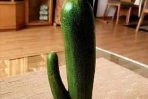 Encore un légume qui va sentir le poisson …