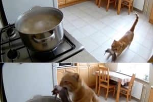 Fatigué de manger les pâtes sans viande.