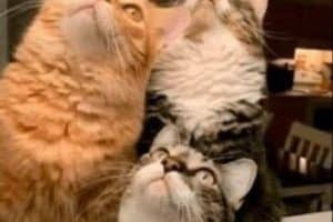 Grâce à eux, je sais exactement où se trouve l’araignée :