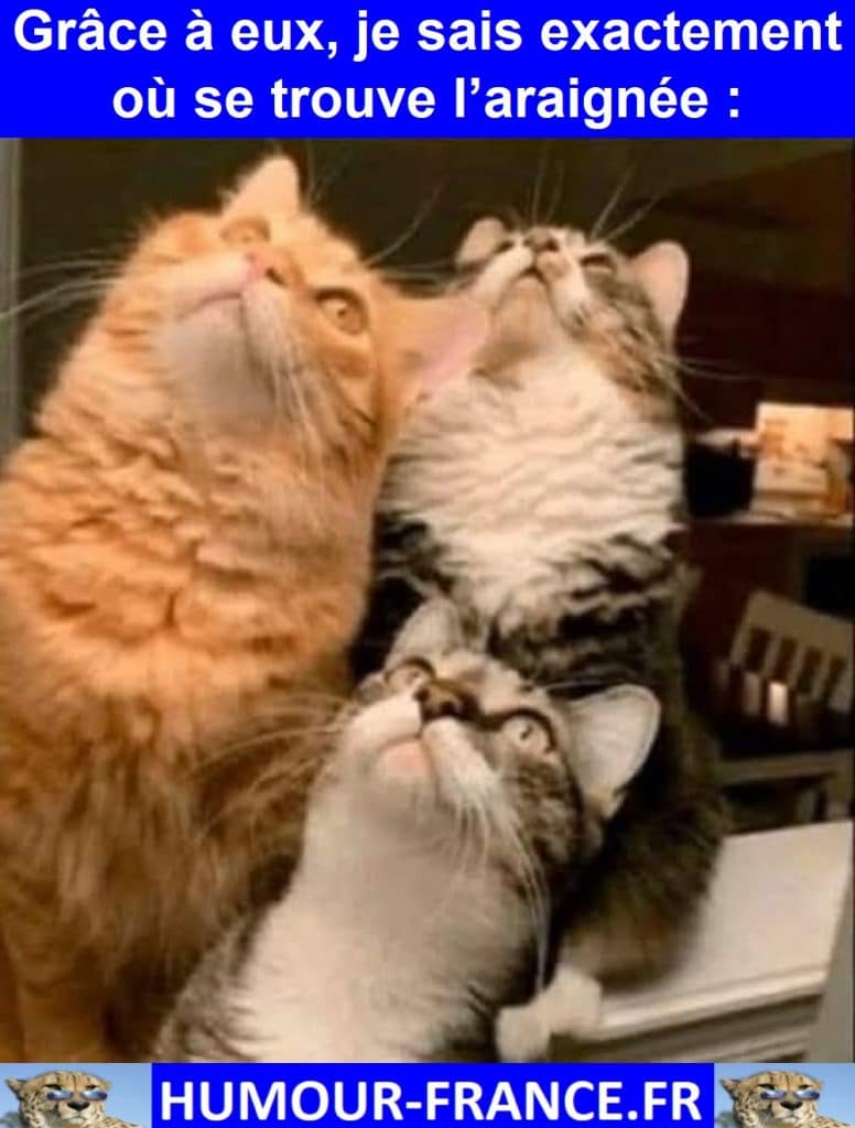 Grâce à eux, je sais exactement où se trouve l’araignée :