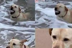 J’ai acheté ce ballon à mon chien, c’est probablement le meilleur investissement que j’aie jamais fait.