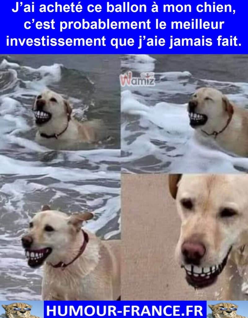J’ai acheté ce ballon à mon chien, c’est probablement le meilleur investissement que j’aie jamais fait.