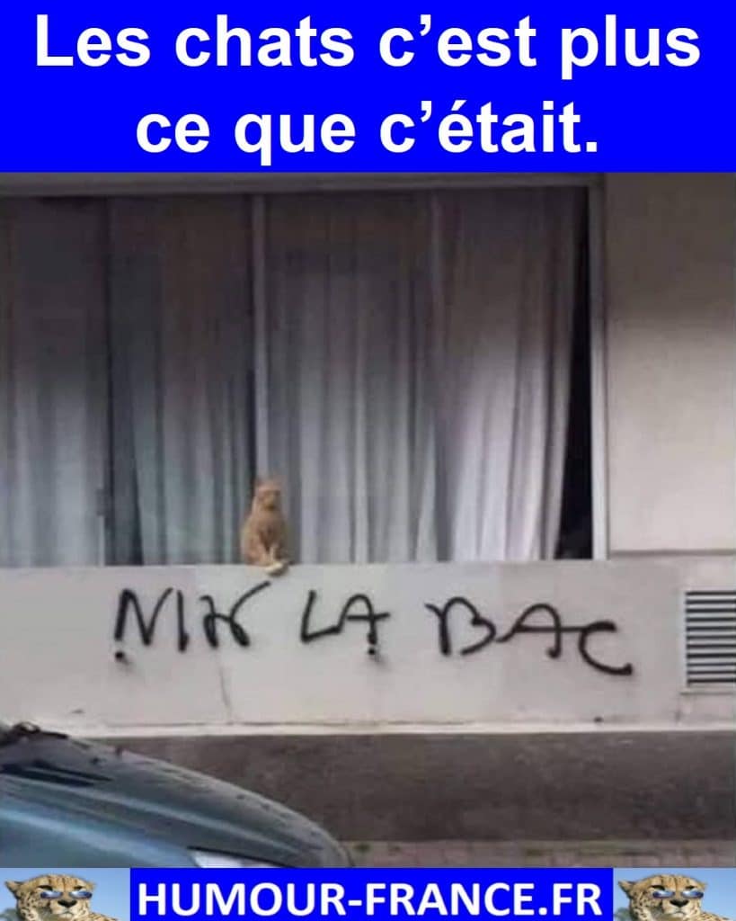 Les chats c’est plus ce que c’était.