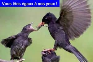 Les parents : On a pas d’enfant préféré ! Vous êtes égaux à nos yeux !