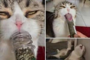 Ma première expérience avec l’herbe à chat.