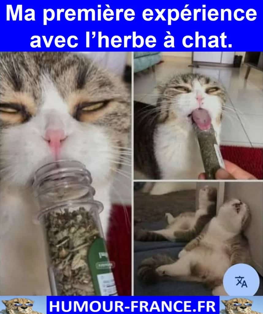 Ma première expérience avec l’herbe à chat.