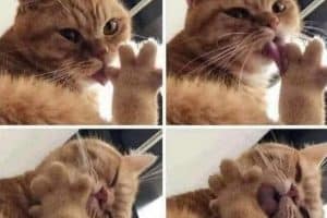 Moi après avoir mangé des pilons croustillants.