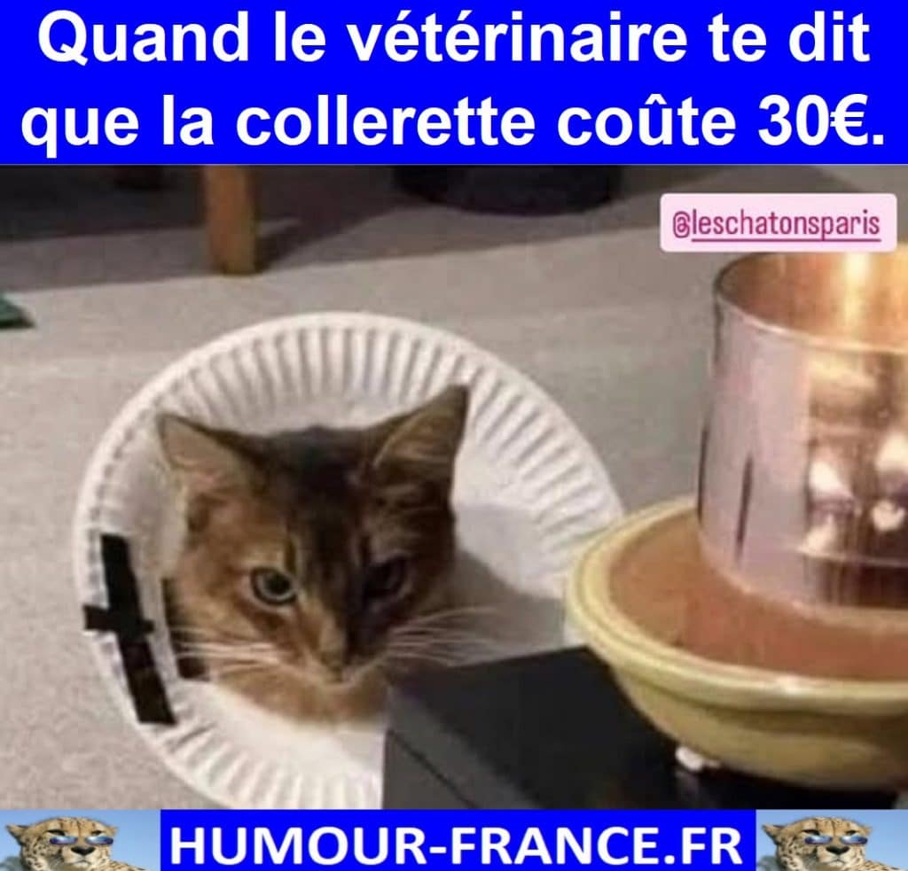 Quand le vétérinaire te dit que la collerette coûte 30€.