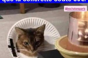 Quand le vétérinaire te dit que la collerette coûte 30€.