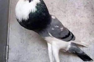 Quand tu travaille que le haut du corps à la salle de sport.