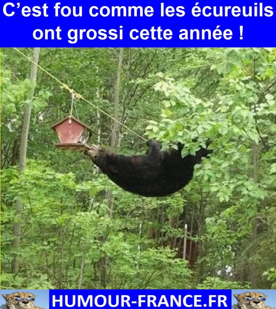 C’est fou comme les écureuils ont grossi cette année !