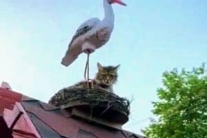 En raison d’une baisse de natalité, désormais les cigognes livrent aussi les chats.