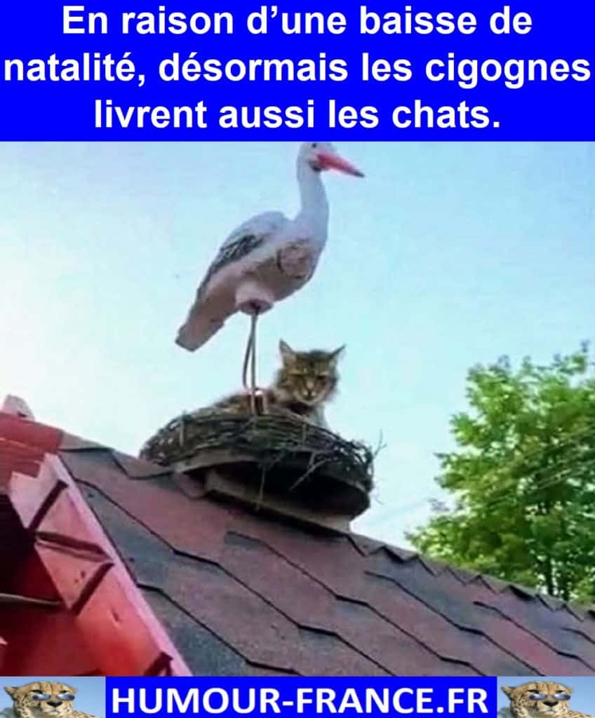 En raison d’une baisse de natalité, désormais les cigognes livrent aussi les chats.
