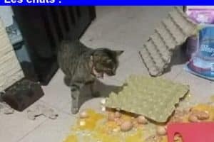 Je ne veux pas avoir d’enfants, je préfère avoir un chat, c’est moins de travail.