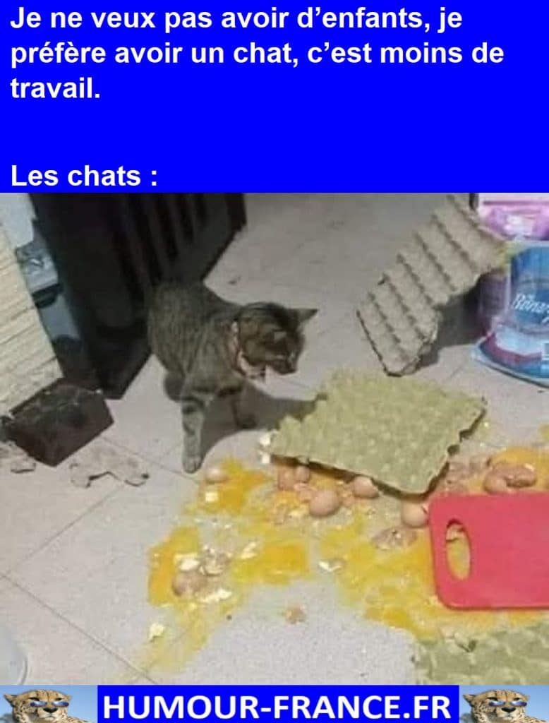 Je ne veux pas avoir d’enfants, je préfère avoir un chat, c’est moins de travail.