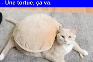 Je ne veux plus que tu ramènes de chats à la maison.