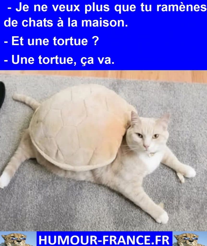 Je ne veux plus que tu ramènes de chats à la maison.