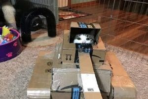 Pattes sur la gâchette.