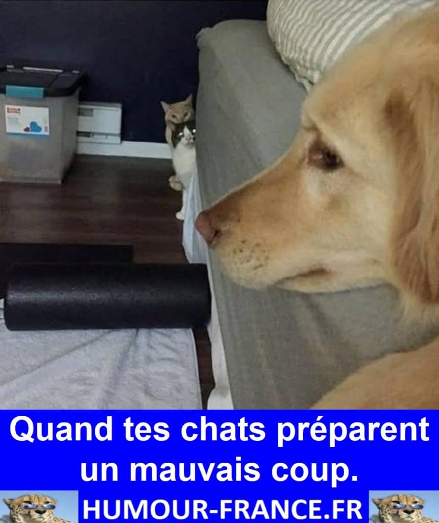 Quand tes chats préparent un mauvais coup.