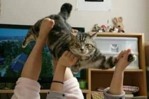 Quand tu n’as pas d’enfant mais que tu as un chat.