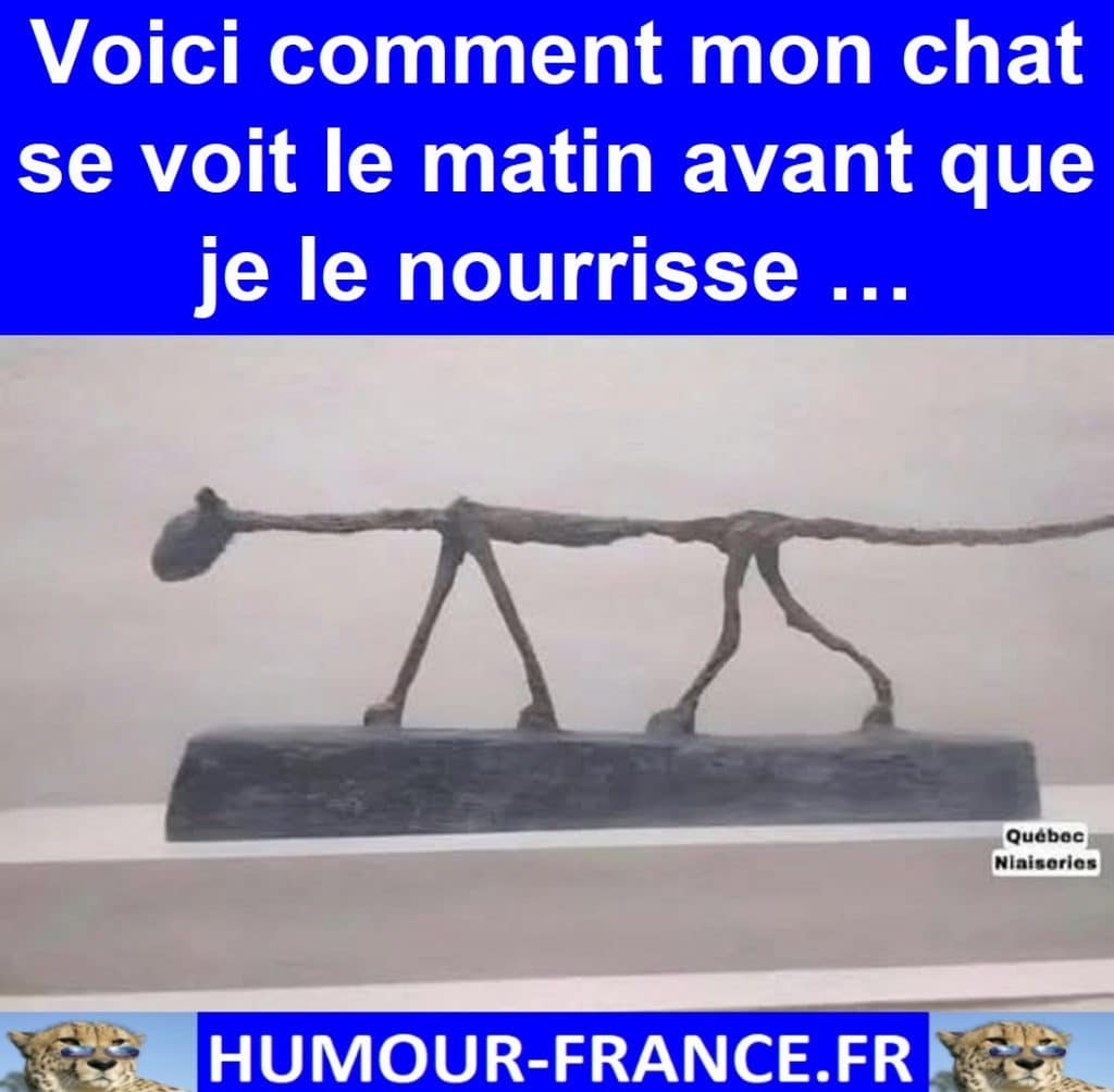 Voici comment mon chat se voit le matin avant que je le nourrisse …