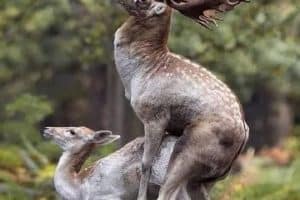 Au Canada on dit : tape daim l’faon j’suis pas ta mère.