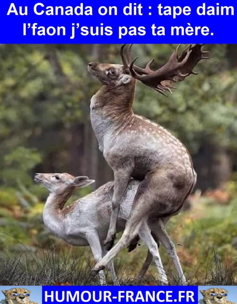 Au Canada on dit : tape daim l’faon j’suis pas ta mère.